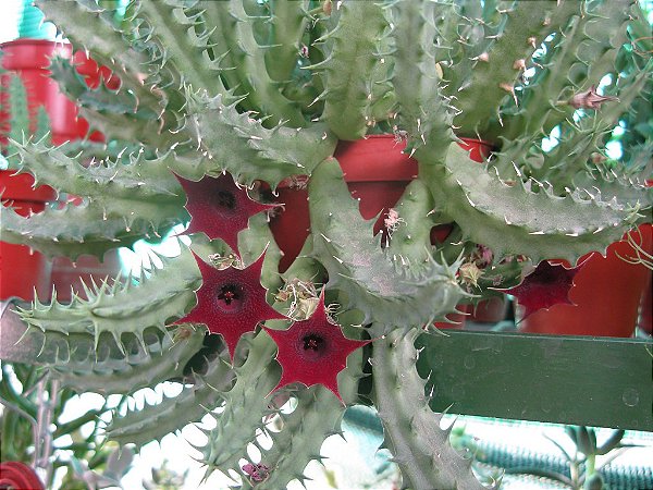 Flor do Dragão do Quênia - Huernia Keniensis