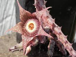 Orbea hardyi (Orbeanthus hardyi) ou Stultitia hardyi