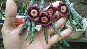 Orbea hardyi - Orbeanthus hardyi