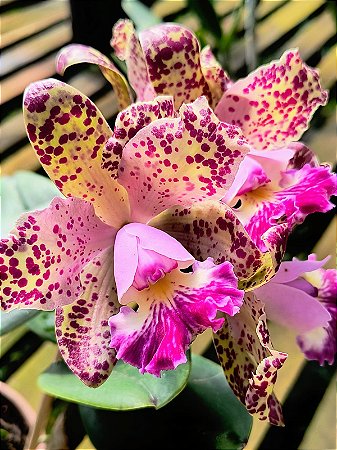 BLC Durigan 'Big Spot'