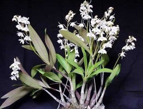 Dendrobium Kingianum Albo