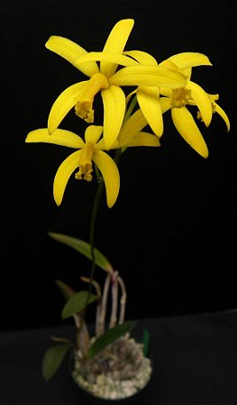 Comprar Laelia Flava (Crispata Flava) - Orquidario em Mogi Mirim/SP - As  mais lindas Orquídeas!