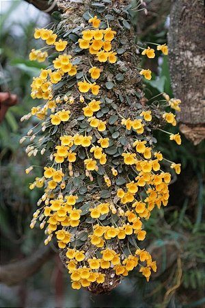 Dendrobium Jenkinsii