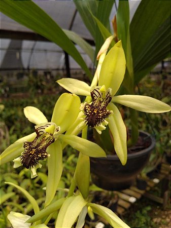 Coelogyne Pandurata