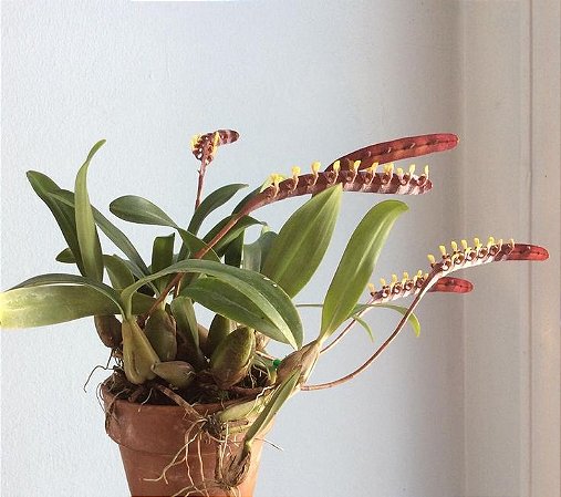 Bulbophyllum Falcatum