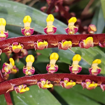 Bulbophyllum Falcatum