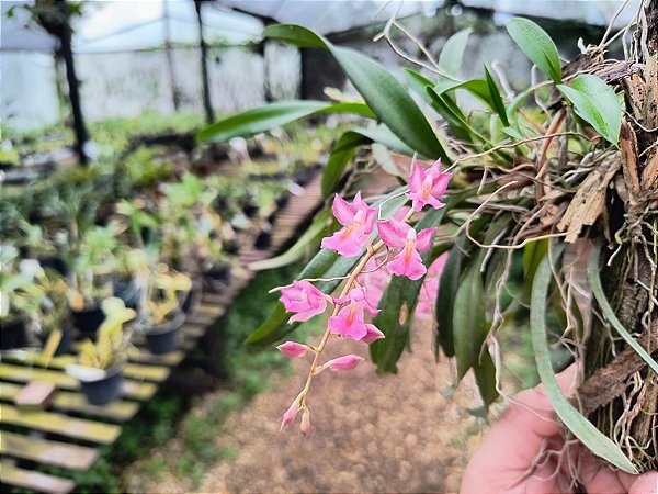 Rodriguezia Venulata (Venusta x Lanceolata)
