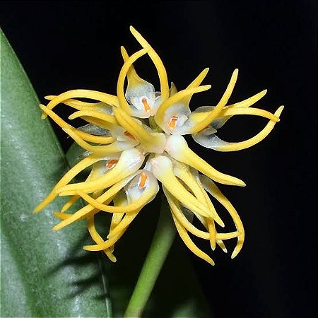 Bulbophyllum Odoratissimum (muda maior)