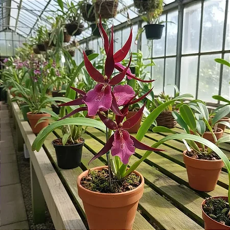 Orquídea Miltassia Royal Robe