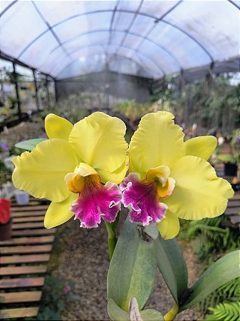 RLC Memória Helen Brown Adulta