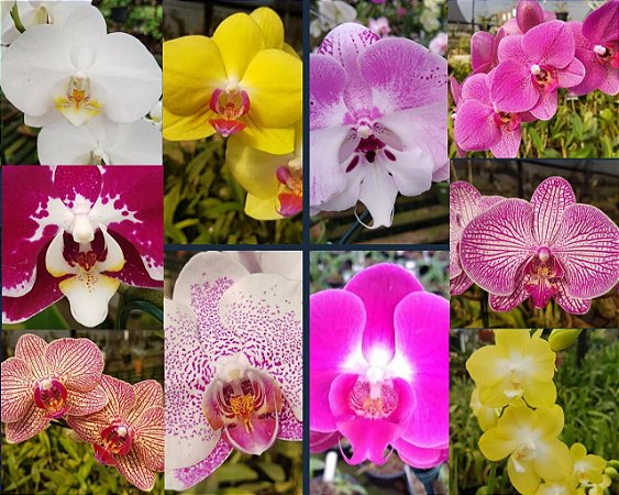 Phalaenopsis Adulta - Cores Variadas