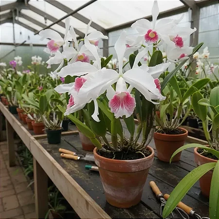 Cattleya Purpurata var. Carnea (Ex. Laelia )