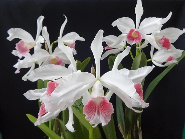 Cattleya Purpurata var. Carnea (Ex. Laelia )