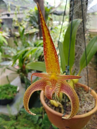 Bulbophyllum Lobbii