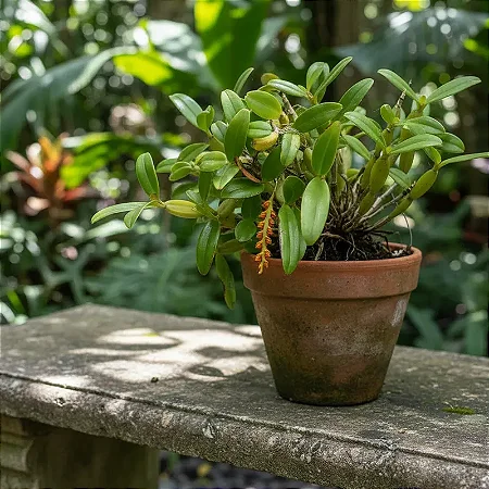 Bulbophyllum Fuscum var. Melinostachyum PROMOÇÃO