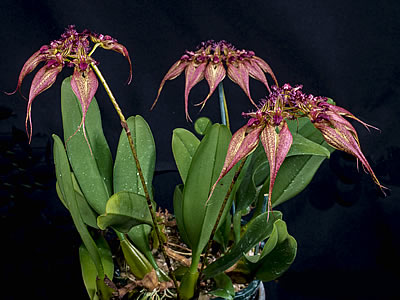 Bulbophyllum Rothschildianum