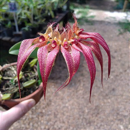 Bulbophyllum Rothschildianum