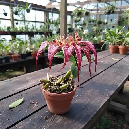 Orquídea Bulbophyllum Rothschildianum