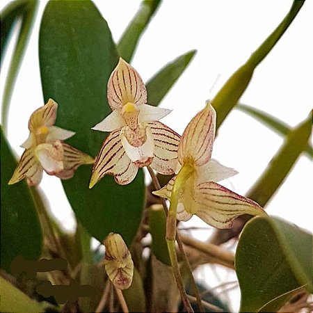 Bulbophyllum Ambrosia