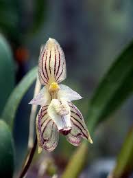 Bulbophyllum Ambrosia