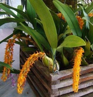 Bulbophyllum Careyanum