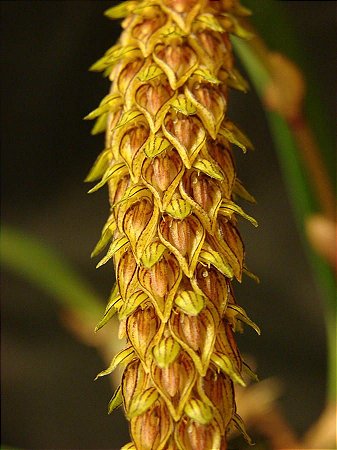 Bulbophyllum Careyanum