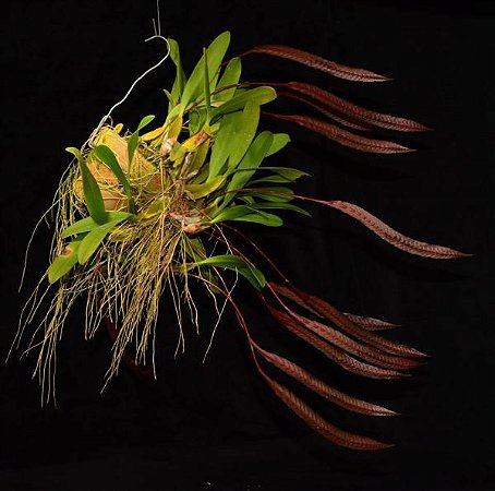 Bulbophyllum Maximum