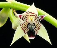 Bulbophyllum Ipanemense