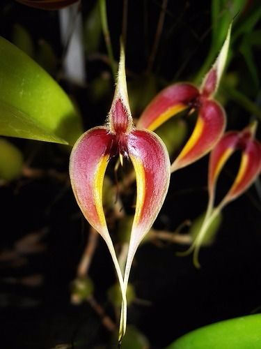Bulbophyllum Blumei (Maxillare)