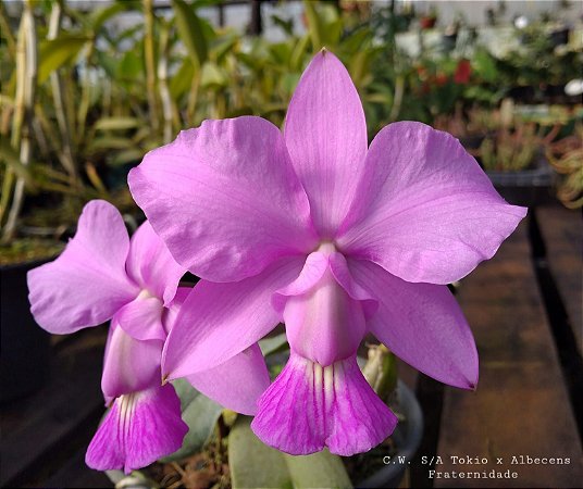 Cattleya Walkeriana S/A Tokyo x Albescens Fraternidade