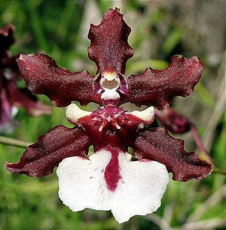 Oncidium Sharry Baby - Orquídea Chocolate (Perfumada)