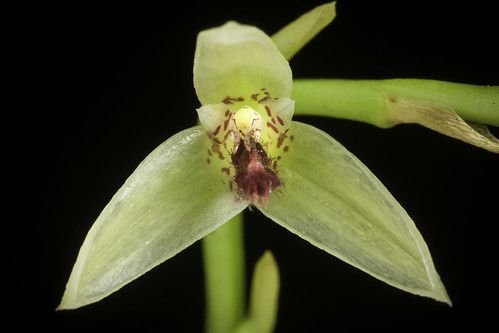 Bulbophyllum Tripetalum