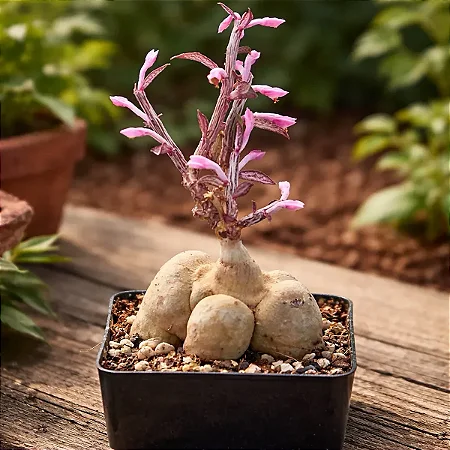 Orquídea Monadenium montanum var. rubellum - Planta Cerebro