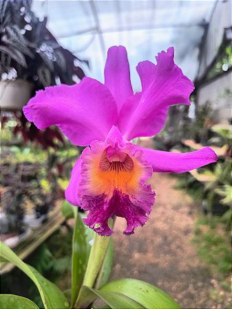 Cattleya Hibrida 04
