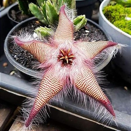 Stapelia Grandiflora Pink Fur