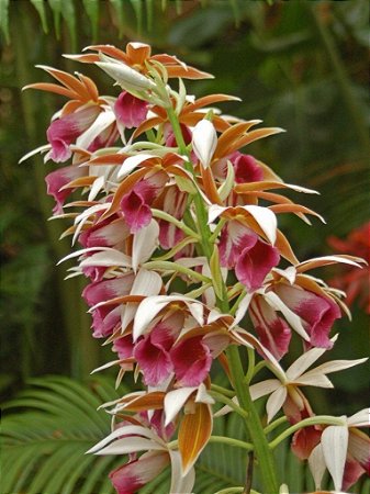 Phaius Tankervilleae (Capuz de Freira) - Muda Adulta
