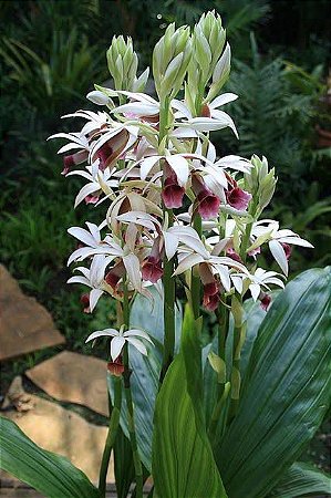 Phaius Tankervilleae (Capuz de Freira) - Muda Adulta