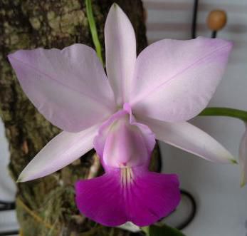 Cattleya Walkeriana Fantasia Gloriosa x CW Puanani - CORTE