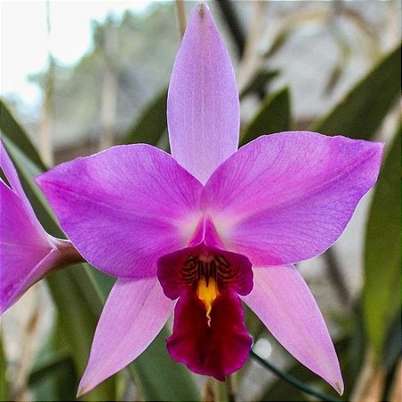 Laelia Anceps Tipo