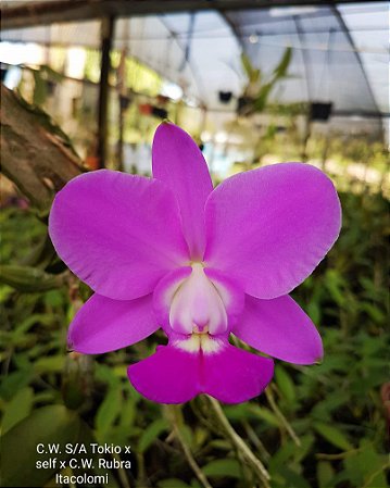 Cattleya Walkeriana Tokio S/A x Self x Rubra Itacolomi - Muda maior