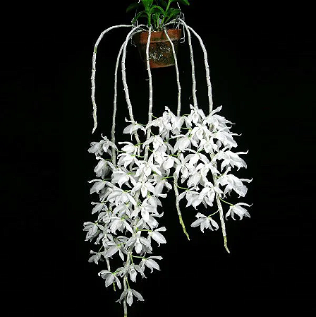 Dendrobium Anosmum Albo (No Toco)