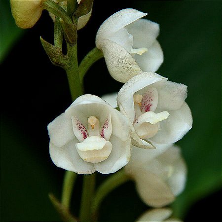 Peristeia Elata (Orquídea Pomba ou Orquídea do Espírito Santo)