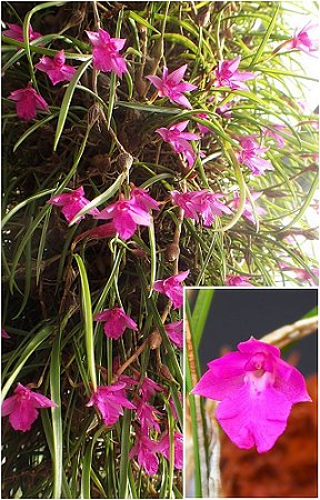 Isabelia Pulchella - MINI ORQUÍDEA ADULTA
