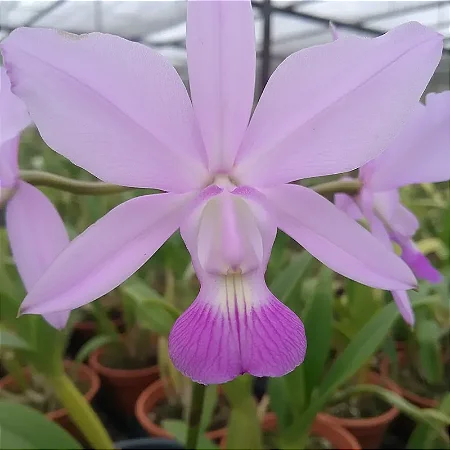 Cattleya Walkeriana Albescens Tokyo x Equilab