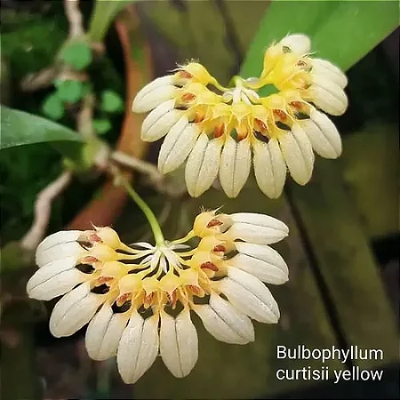 Orquídea Bulbophyllum Curtisii Yellow