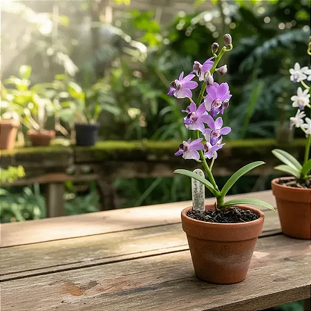 Doritis Pulcherrima Var. Coerulea