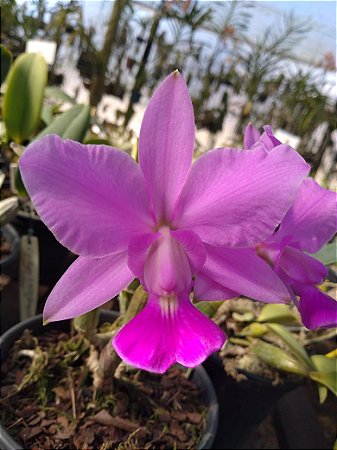 Cattleya Walkeriana Tipo "Lasqueira"