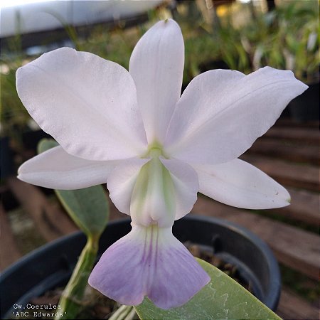 Cattleya Walkeriana Coerulea "Abc x Edwards"