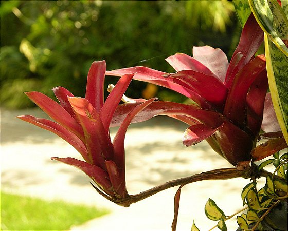 Bromélia Neoregelia Fireball 'vermelha'