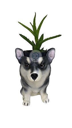Vaso Malamute do alasca